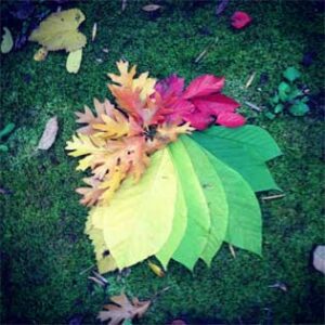Savor the Season of Autumn Image
